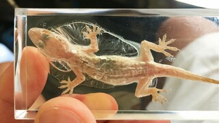 【Resin】Exploding lizard？Let's preserve it in resin.