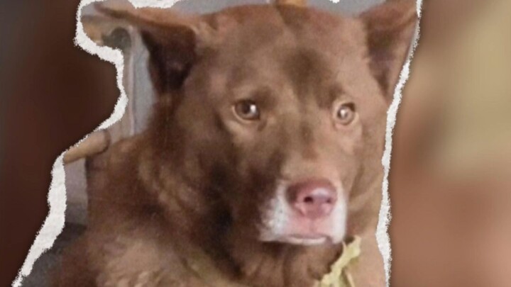 Puppy: Why don’t you understand doggy stuff at all?