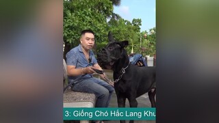 P3: Chó Hắc Lang Khuyển nhamtuattv nhamtuat nttv chó chó_cưng thúcưng