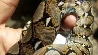 baby retics coming out of the eggs...🙂🤘🏻🔥❤️‼️