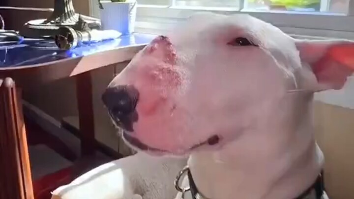 Dog Medication Compilation