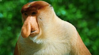 ลิงจมูกยาว: ผสมพันธุ์วันละ 20 ชั่วโมง