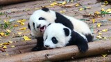 小fafa：我没有欺负弟弟妹妹哦，我只是喊他们起床了【大熊猫和花金双金喜】