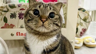 Bisakah mata anak kucing sebesar itu?