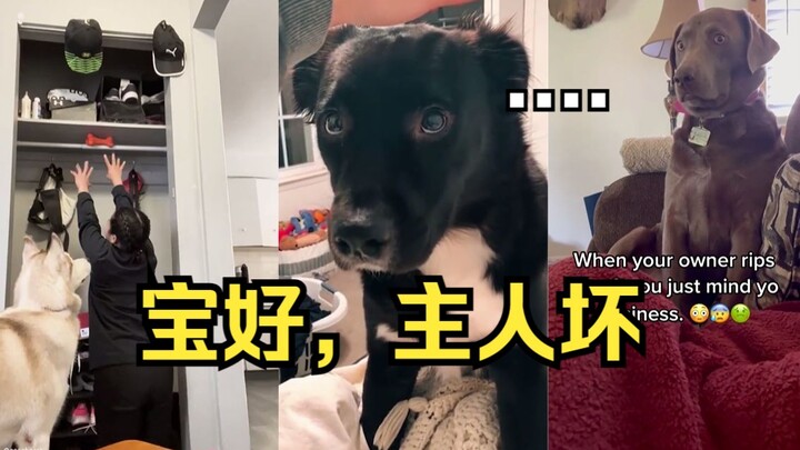 A Guide to Teasing Puppies