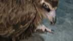 Two years ago, I rescued a vulture and swore I'd stay single for two more years as long as it surviv