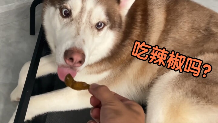 What happens when you let a husky lick some chili peppers when it gets cravings?