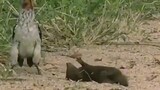 Otter saw bird that otter try to dead. Haha.