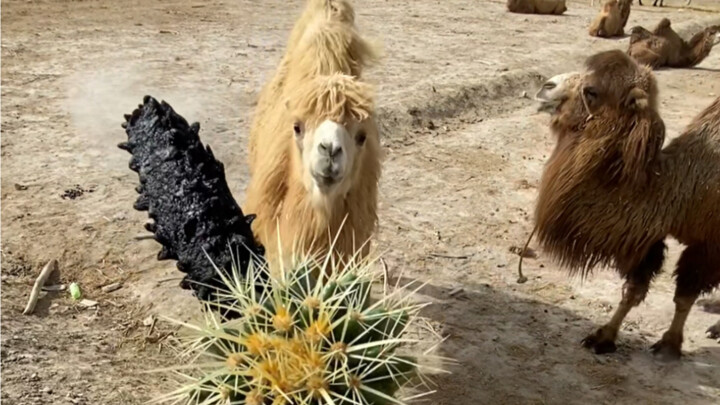 أخذت معكرونيتين من الإسفنج البحري إلى البوفيه، ولم أتوقع أن تُسحق إحداهما.