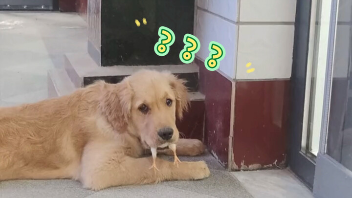 "The world cannot be without puppies"