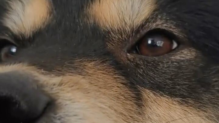 Anjing baik suka menggemerincing