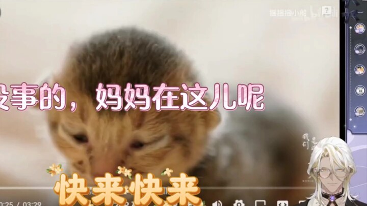【林亚】被小猫崽儿硬控的一生