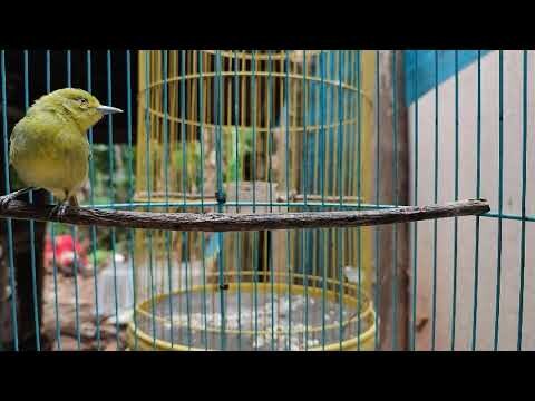Burung Cipoh Sirtu Betina Gacor - Ngekrek