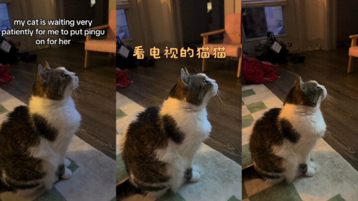 Những chú mèo ngoan ngoãn ngồi chờ xem tivi 🥺