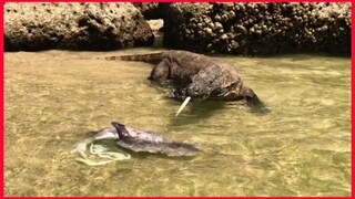 Komodo Dragon Swim For Large Squids That Drift In The Ocean.