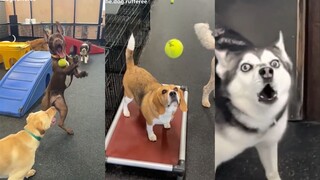 I love watching "silly" dogs that can't catch the ball