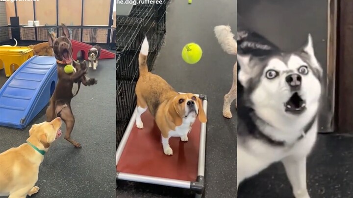 喜欢看一些接不到球球的"笨蛋"狗狗