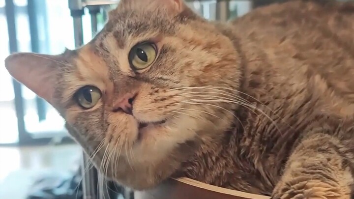 You haven’t petted my cat’s head in five minutes.