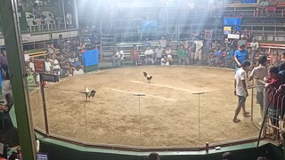 team albatross vs RJG (win)    #3xwinner GREY