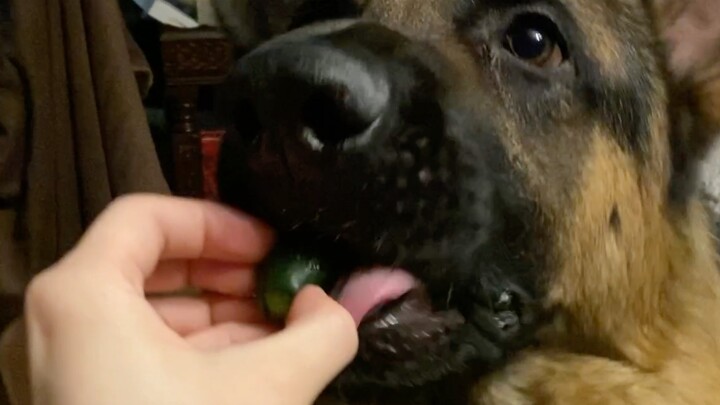 How precise can a German Shepherd be to avoid biting me?