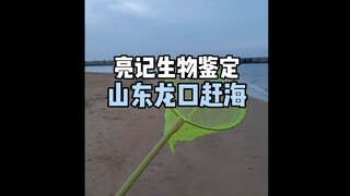 【亮记生物鉴定】山东龙口赶海