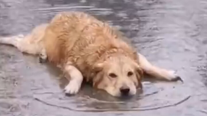 “Being a dog, the most important thing is to be happy!”