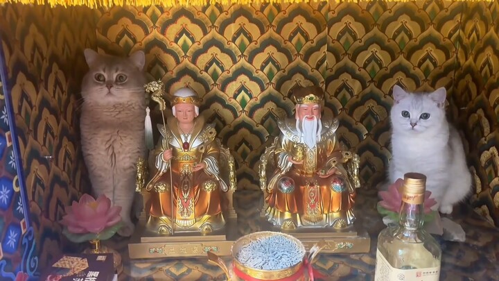 You two have become immortals!