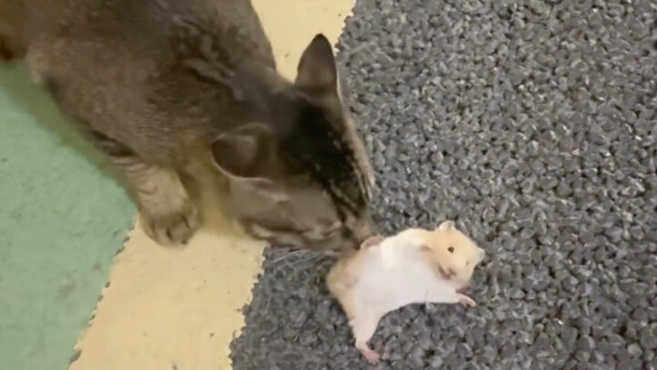 Little Mouse Pretends to Be Dead to Trick the Cat—A Narrow Escape!
