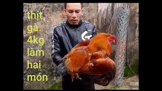 Thịt con gà to khủng làm hai món. Xào sả ớt và rang lá chach ngon tuyệt vời ông mặt trơ