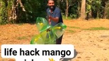 Life Hack Mango Picker