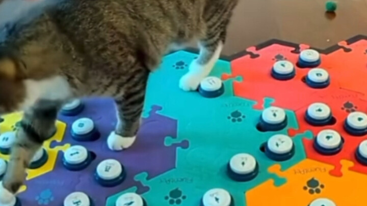 ตะลึง! แมวตัวนี้พูดภาษาคนได้เนี่ยนะ!