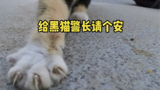 ฉันสมัครงานเป็นนายอำเภอแมวดำ ใครมารังแกเสี่ยวไป๋คราวนี้