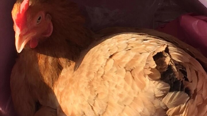 เคยเห็นไก่ตัวเมียเลี้ยงอยู่ในตึกสูงมั้ย! เคยเห็นไก่ตัวเมียสวยขนาดนี้มั้ย! 【หน้าภูมิใจ】