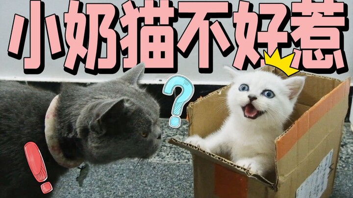 This little kitten is far from cute—even the old rascal can’t stand it…