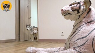 Husky Pranked By Tiger - Funny Pets Reaction Videos | Pets House