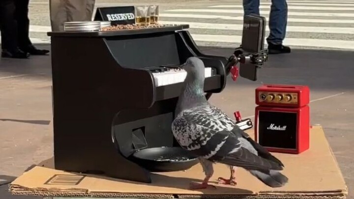 Teaching Pigeons to Play Jazz