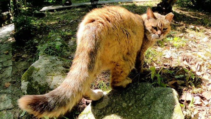 Seekor kucing tua yang tinggal di hutan membimbing manusia ke tempat istirahat