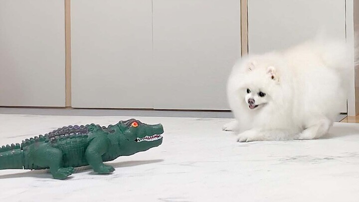 [Cún cưng] Khi cún cưng tản bộ về nhà gặp cá sấu xông vào nhà?!