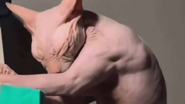 Like I grew up eating cat food with protein powder... feels like I could knock someone out with one 