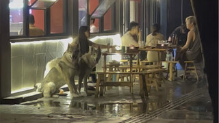 หมาตัวนี้เจ๋งจริงๆ เวลาเจอเรื่องก็ลุยเลย ความรู้สึกปลอดภัยพุ่งปรี๊ดเลย