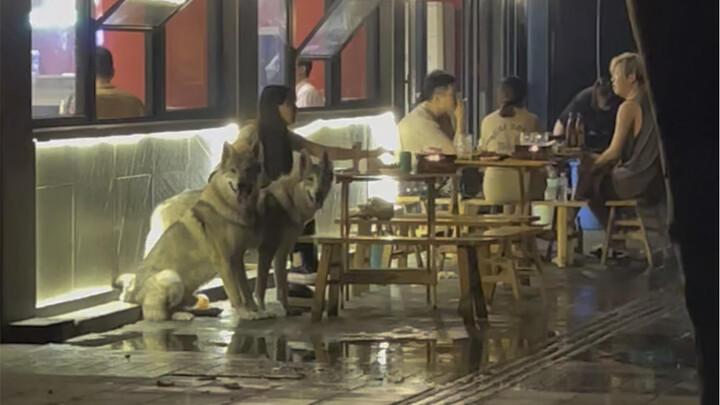 Anjing ini benar-benar hebat, selalu siap saat ada masalah, rasa amannya meluap-luap