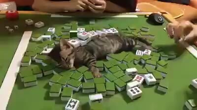 Tất nhiên là mèo con thú vị hơn rồi!