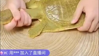 What kind of livestream is this?