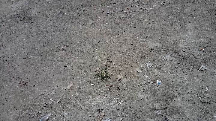 Baladad Game Bird