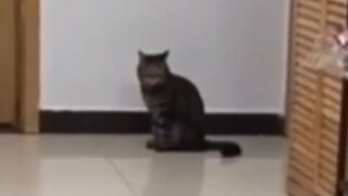 "Kucingku benar-benar bisa melakukan salto ke belakang!"