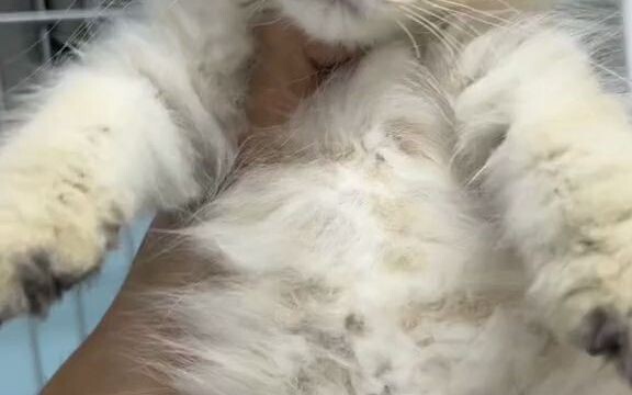 Saya membawa kembali seekor anak kecil yang menyedihkan dari pasar kucing beberapa hari yang lalu, d