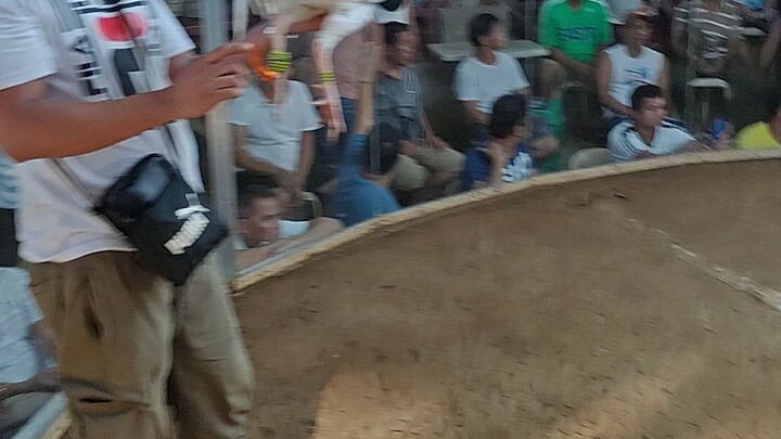 Last fight 3 cock derby white kelso (loss)