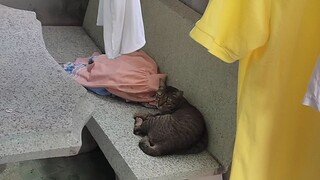 แมว