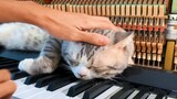 Piano Meow was forced to open for business? Bought in seconds by touching the head! Here Comes Lulla