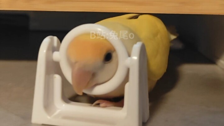 My kid just *has* to perform a talent show for the New Year—there’s no way around it!